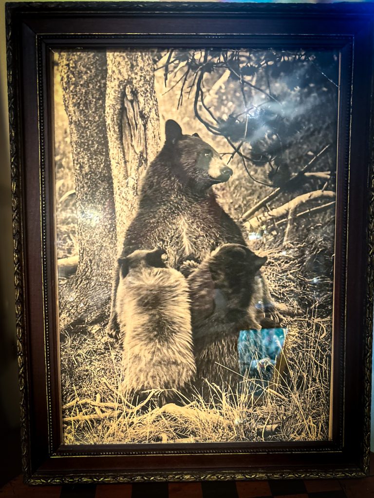 Antique Bear Photograph Framed