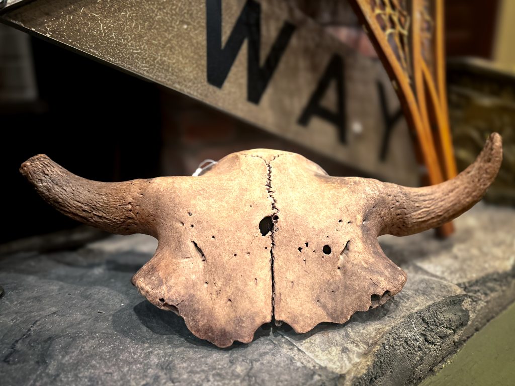 Antique Partial Bison Skull