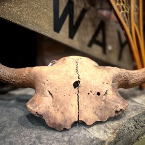 Antique Partial Bison Skull