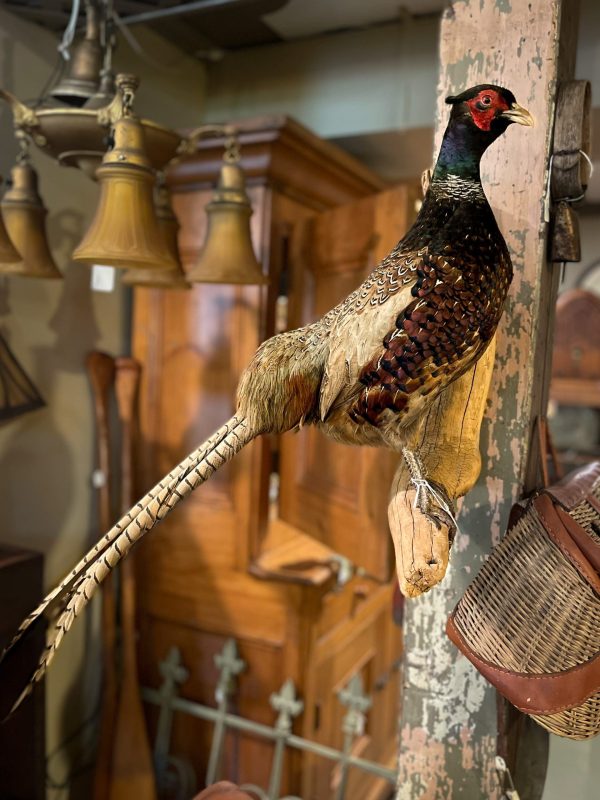 Antique Taxidermy Mounted Pheasant