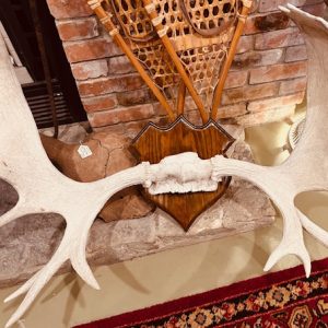 Moose antler shed 445.00 CND